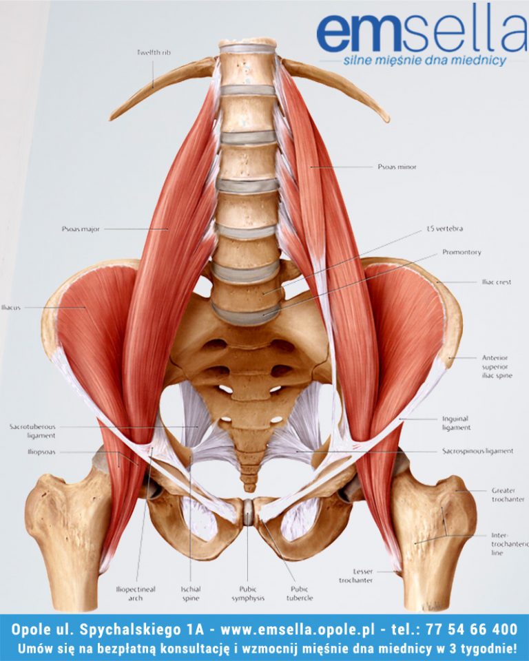 Anatomia mięśni dna miednicy